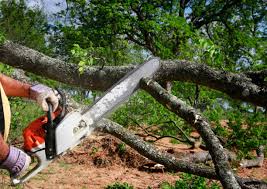 Best Emergency Tree Removal  in Massanetta Springs, VA