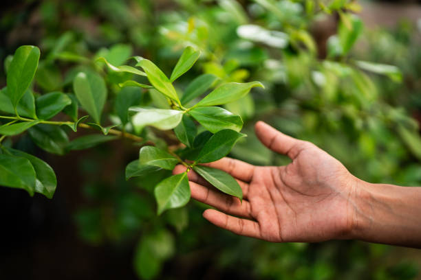 Best Hazardous Tree Removal  in Massanetta Springs, VA