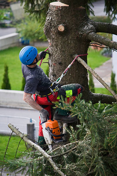 Best Tree Maintenance Programs  in Massanetta Springs, VA